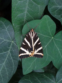 High angle view of butterfly on leaf