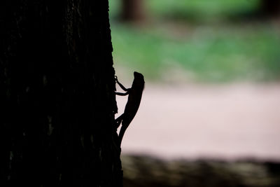 Close-up of silhouette tree trunk