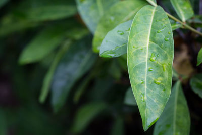 Close-up of wet leaves