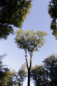 Low angle view of trees against sky