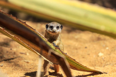 Portrait of lizard on a field