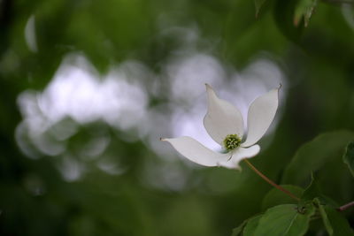 Close-up of white flowering plant