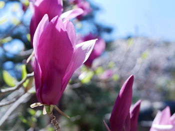 Close-up of pink flowering plant