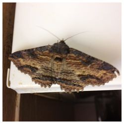 Close-up of insect