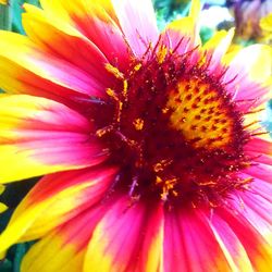 Close-up of purple coneflower blooming outdoors