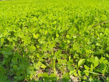 Close-up of fresh green plants in field