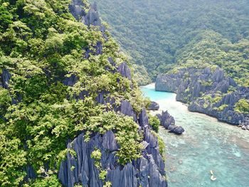 High angle view of plants and trees in forest