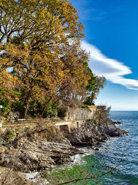 Tree by sea against sky