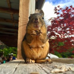 Close-up of squirrel sitting outdoors
