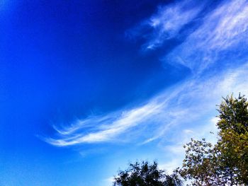 Low angle view of trees against blue sky