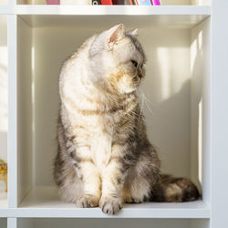 Close-up of a cat looking away