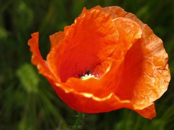 Close-up of orange rose flower
