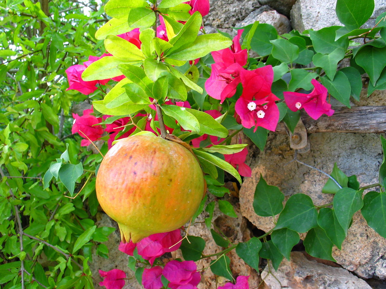 Granatapfel Frucht Früchte