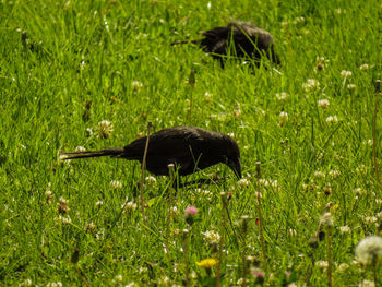 Duck on field