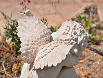 Close-up of a bird on a field