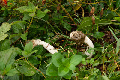 High angle view of snake on field