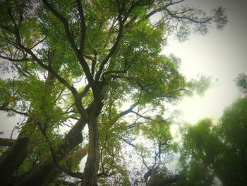 Low angle view of trees in forest