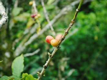 Close-up of plant against blurred background