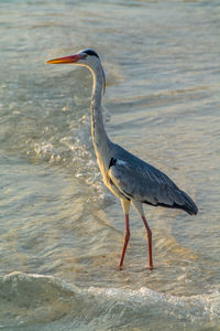 High angle view of gray heron standing in water