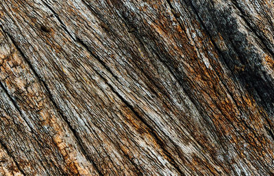 Full frame shot of tree trunk