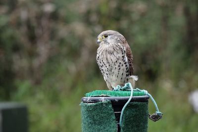 Close-up of bird perching on wooden post