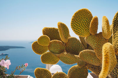 Close-up of plant against sky