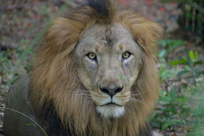 Close-up portrait of lion relaxing on field