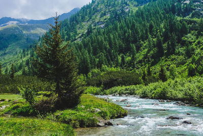 Pine trees by river in forest