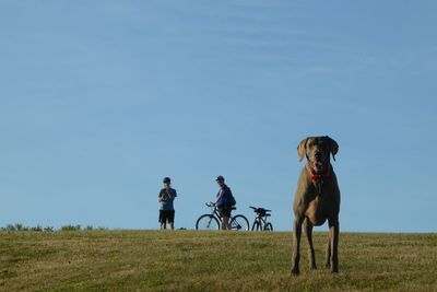 Dog on field against clear sky