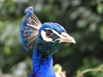 Close-up of peacock