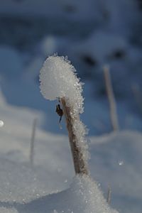 Close-up of frozen plant on land