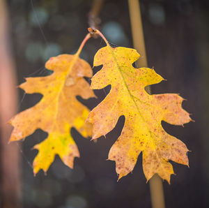 Close-up of autumn leaf