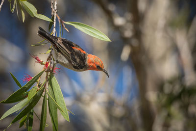 Close-up of a bird