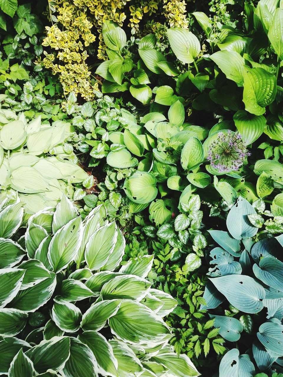 FULL FRAME SHOT OF GREEN PLANT