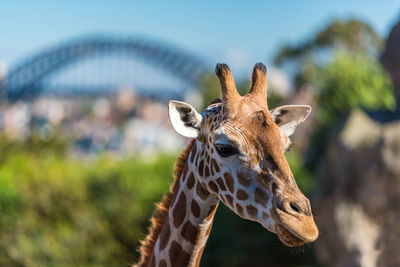 Close-up of giraffe outdoors