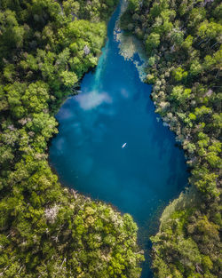 High angle view of sea and trees