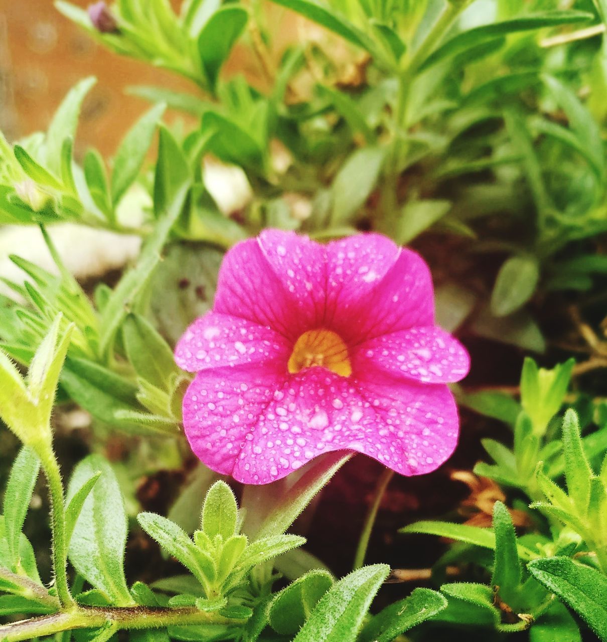 CLOSE-UP OF PINK ROSE FLOWER