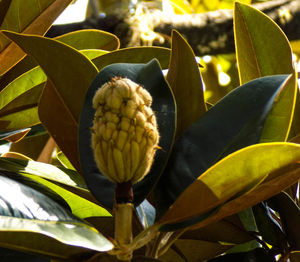 Close-up of plant