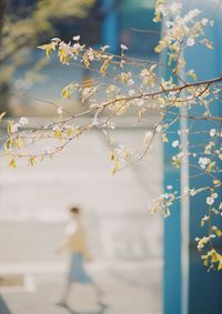 Close-up of cherry tree