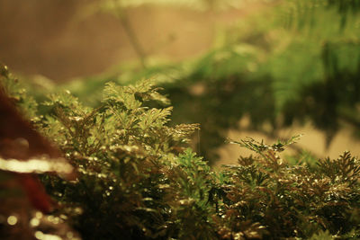 Close-up of fresh green leaves