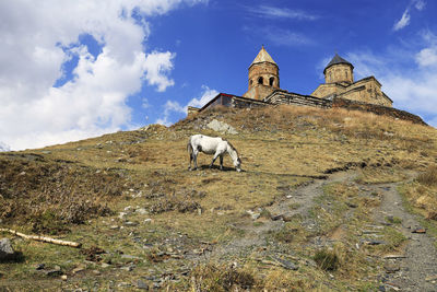 View of horse on field against sky