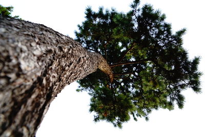 Low angle view of tree against clear sky