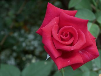 Close-up of red rose