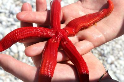 Close-up of person holding red starfish