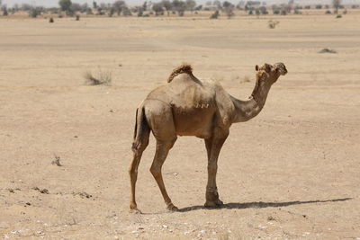 Camel in the desert