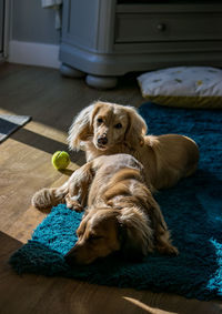 Portrait of dogs resting on hardwood floor