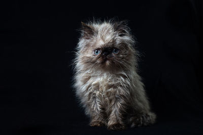 Persian kitten on a dark background