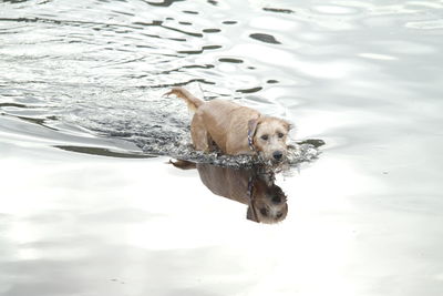 High angle view of dog swimming in lake