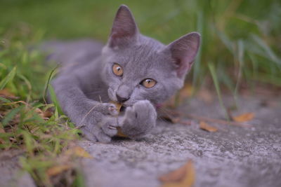 Portrait of cat lying on leaves