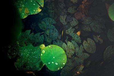 High angle view of leaf floating on water